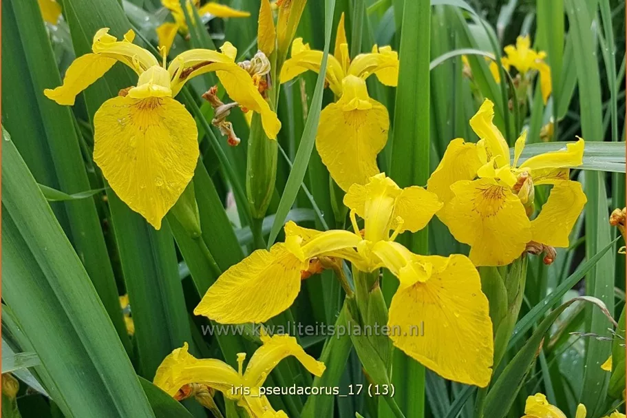 Iris pseudacorus