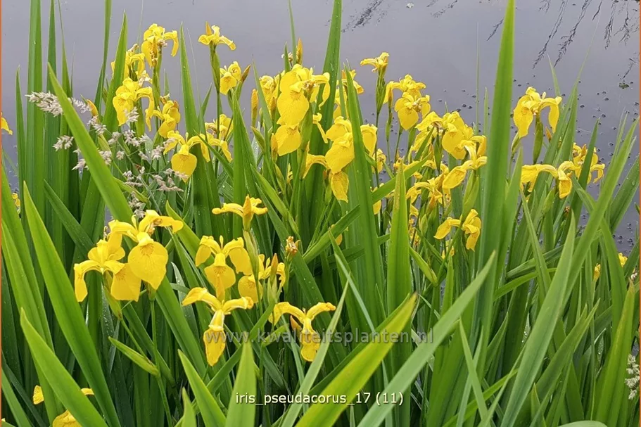 Iris pseudacorus