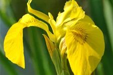 Iris pseudacorus
