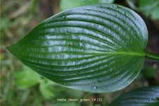 Hosta x tardiana 'Devon Green'