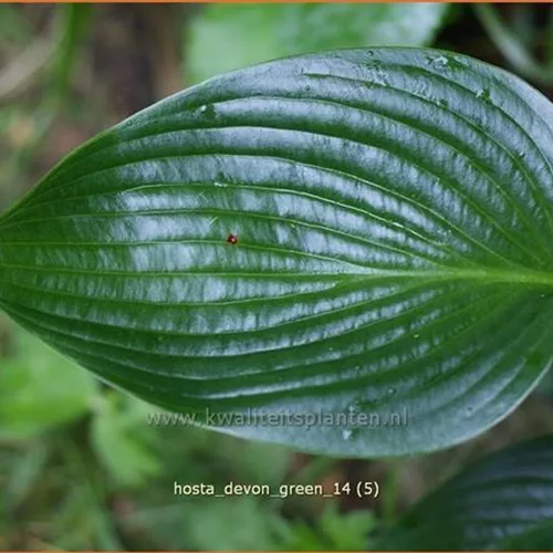 Hosta x tardiana 'Devon Green'
