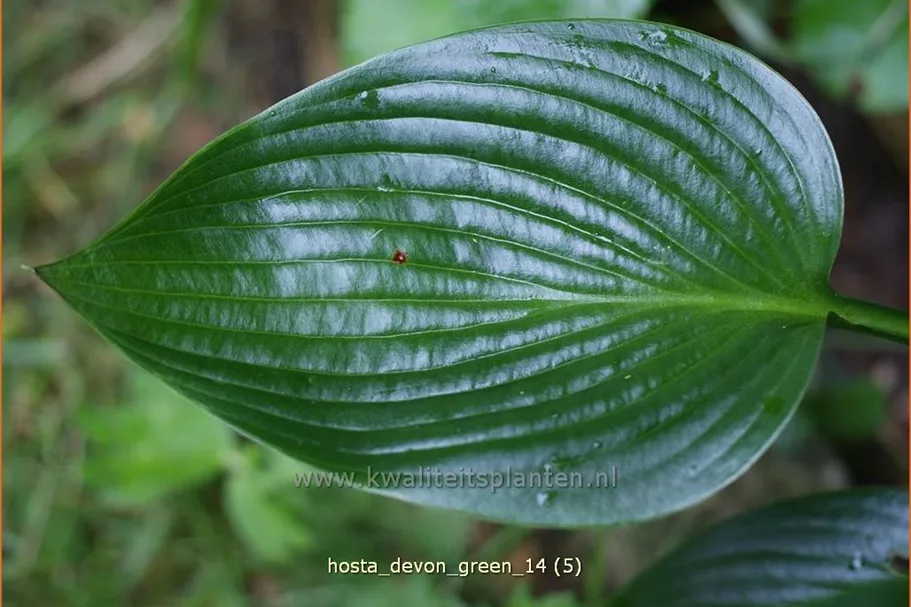 Hosta x tardiana 'Devon Green'