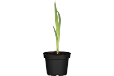 Iris pseudacorus
