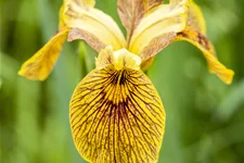 Iris pseudacorus