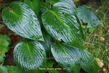 Hosta x tardiana 'Devon Green'