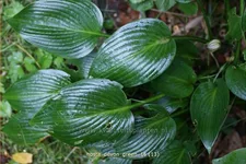 Hosta x tardiana 'Devon Green'