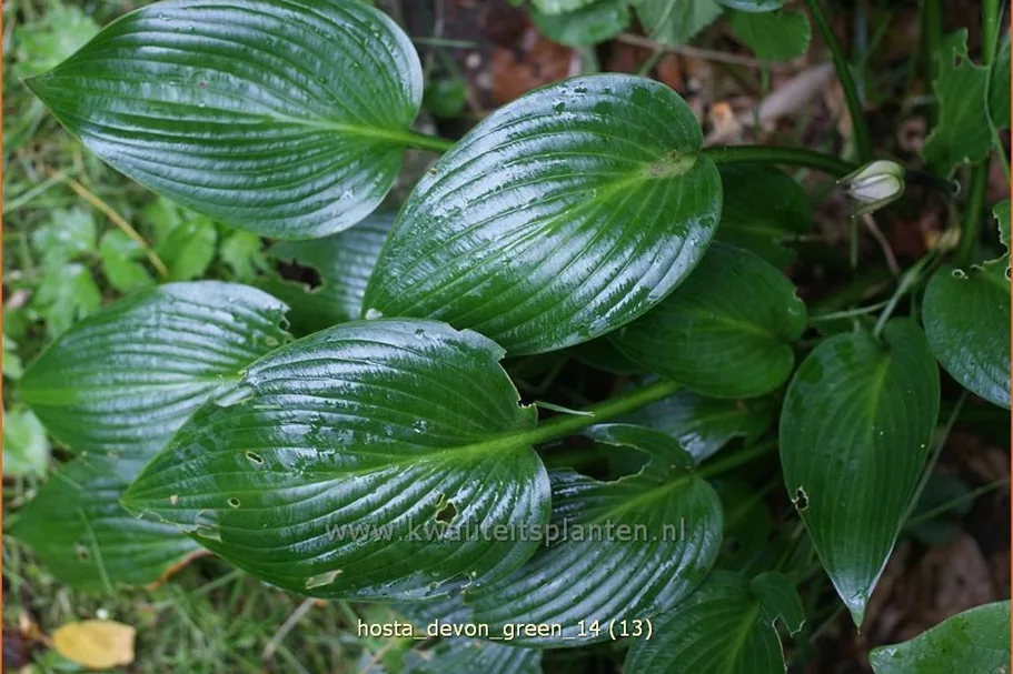 Hosta x tardiana 'Devon Green'