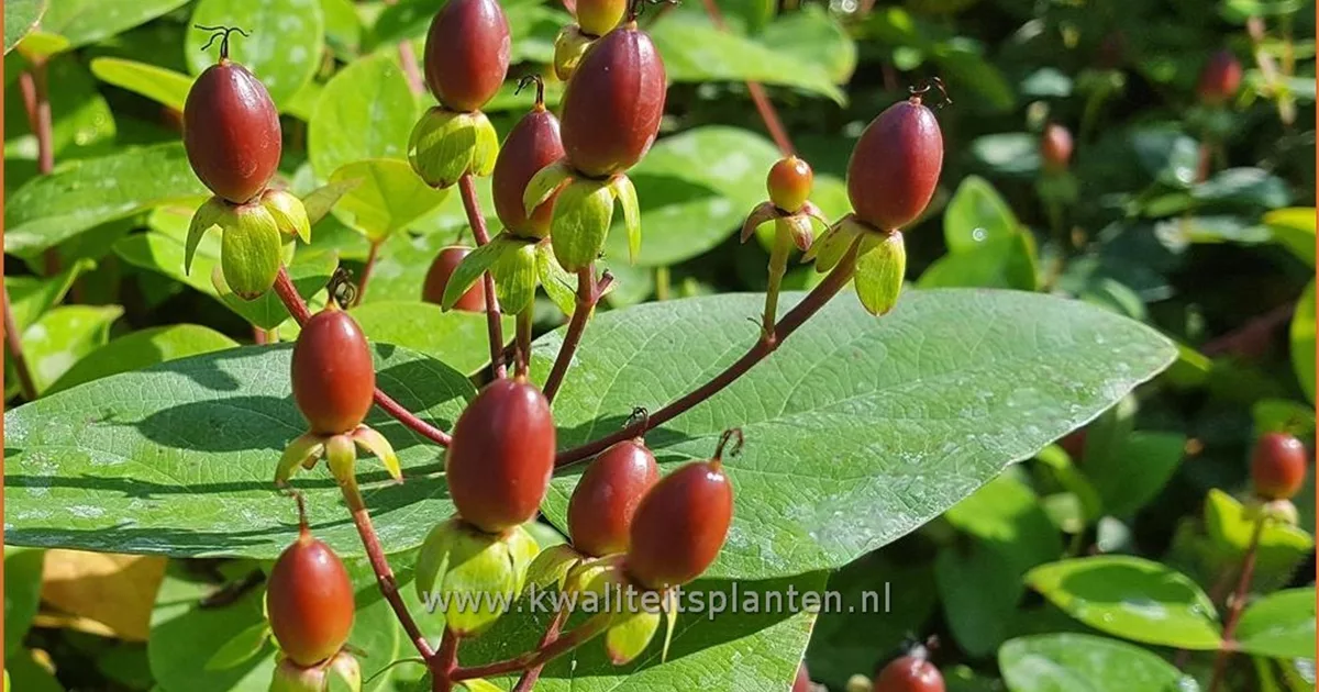 Hypericum Rheingold Hypericum inodorum 'Rheingold' online kaufen bei Olerum