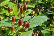 Hypericum inodorum 'Rheingold'