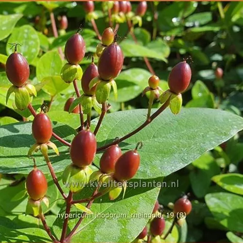 Hypericum inodorum 'Rheingold'