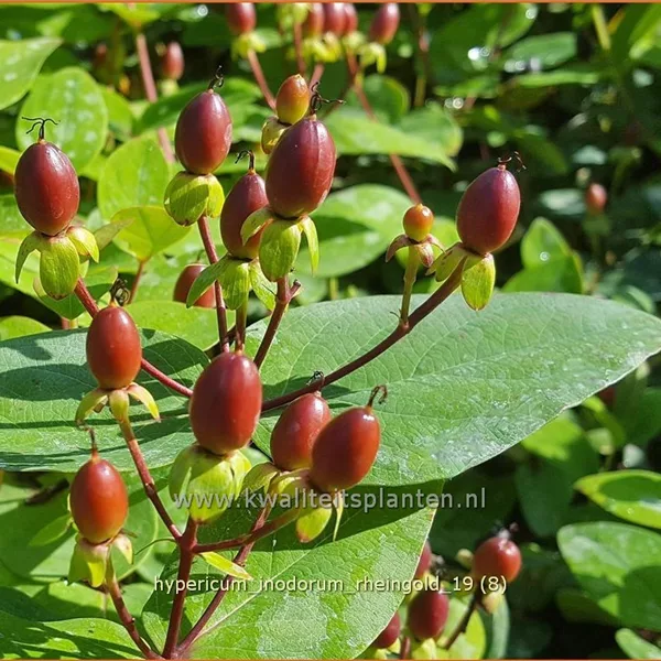 Hypericum inodorum 'Rheingold'
