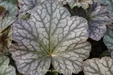 Heuchera 'Pinot Noir'