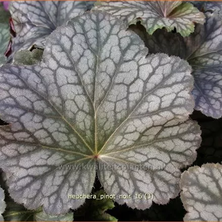 Heuchera 'Pinot Noir'