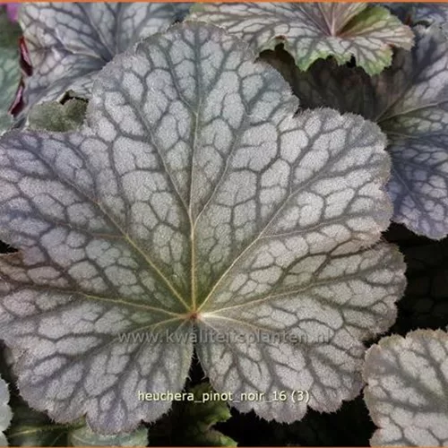 Heuchera 'Pinot Noir'