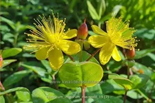 Hypericum inodorum 'Rheingold'