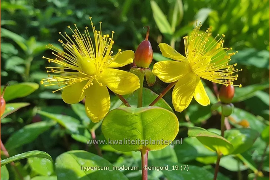 Hypericum inodorum 'Rheingold'