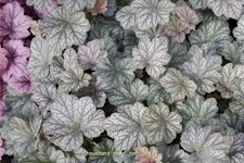Heuchera 'Pinot Noir'