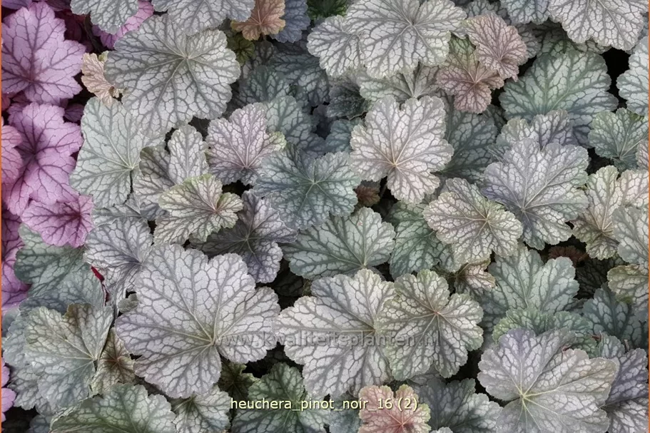 Heuchera 'Pinot Noir'