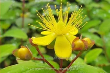 Hypericum inodorum 'Rheingold'