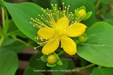 Hypericum inodorum 'Rheingold'