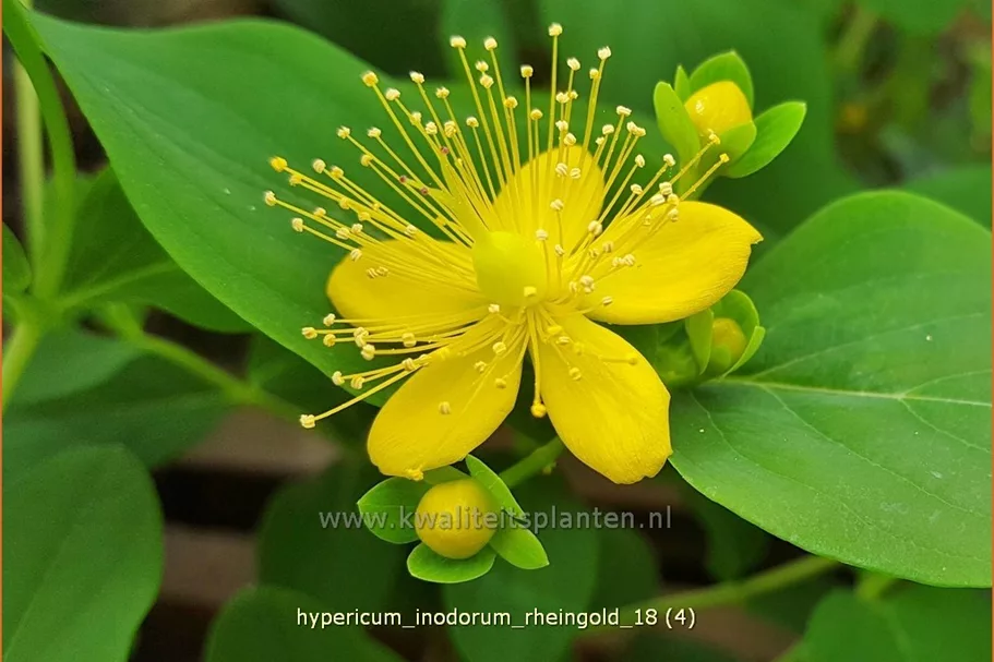 Hypericum inodorum 'Rheingold'