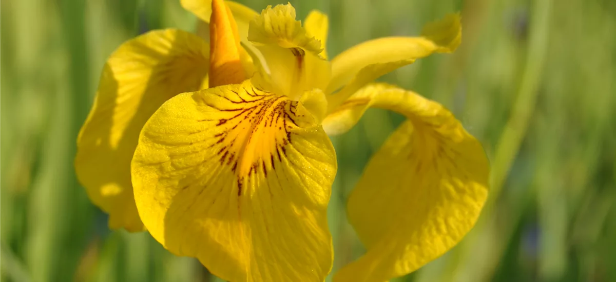 Iris pseudacorus 'Variegata'