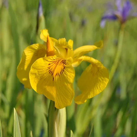 Iris pseudacorus 'Variegata'