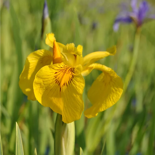 Iris pseudacorus 'Variegata'