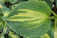 Hosta sieboldiana 'Dream Queen'