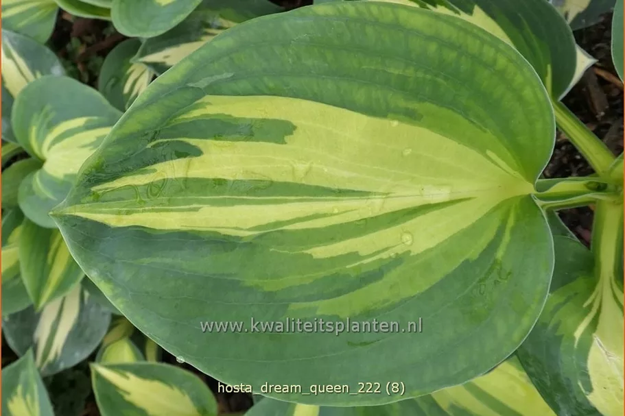 Hosta sieboldiana 'Dream Queen'