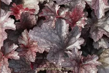 Heuchera micrantha 'Plum Pudding'®