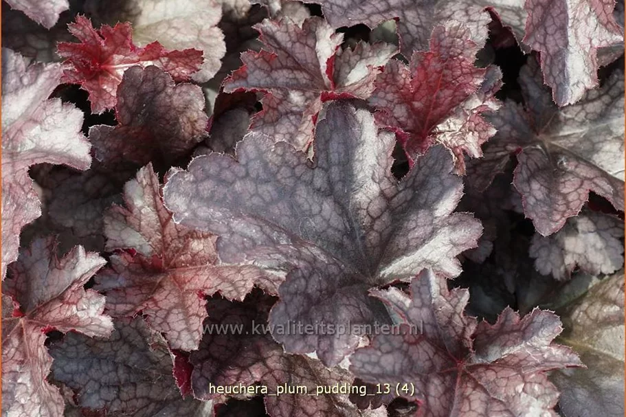Heuchera micrantha 'Plum Pudding'®