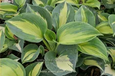 Hosta sieboldiana 'Dream Queen'