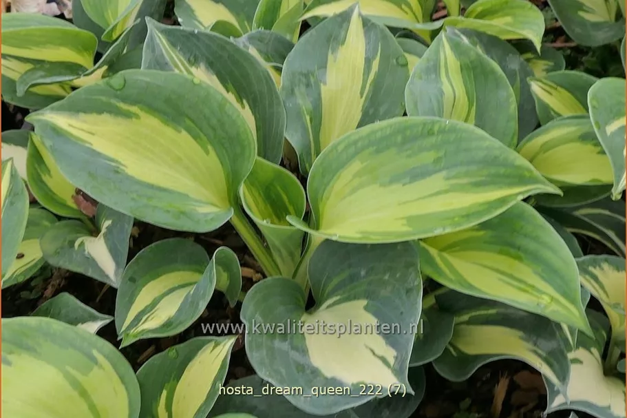 Hosta sieboldiana 'Dream Queen'