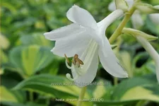 Hosta sieboldiana 'Dream Queen'