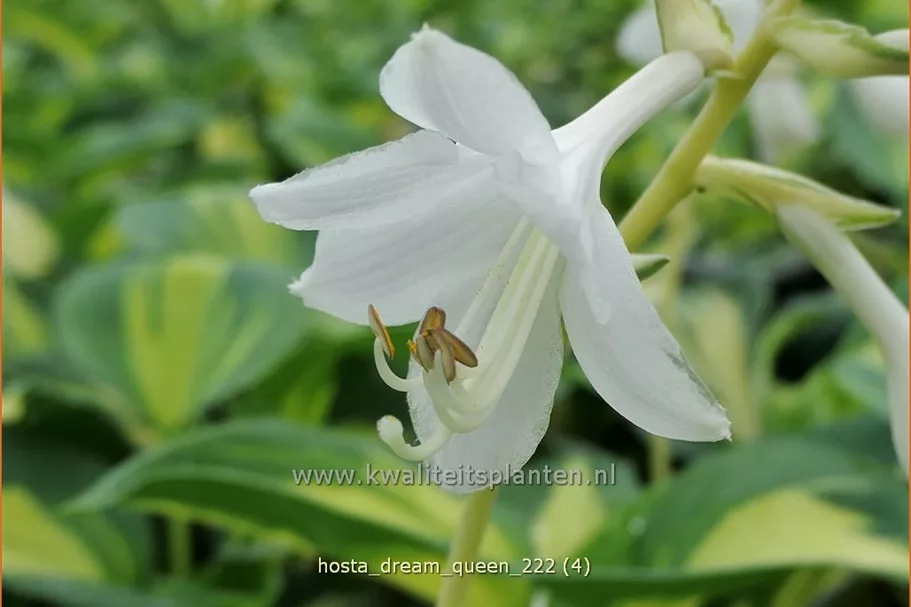 Hosta sieboldiana 'Dream Queen'