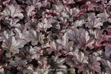 Heuchera micrantha 'Plum Pudding'®