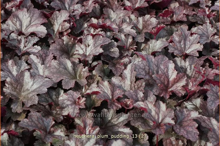Heuchera micrantha 'Plum Pudding'®