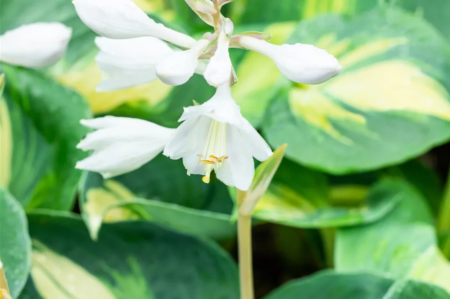 Hosta sieboldiana 'Dream Queen'