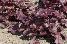 Heuchera micrantha 'Plum Pudding'®