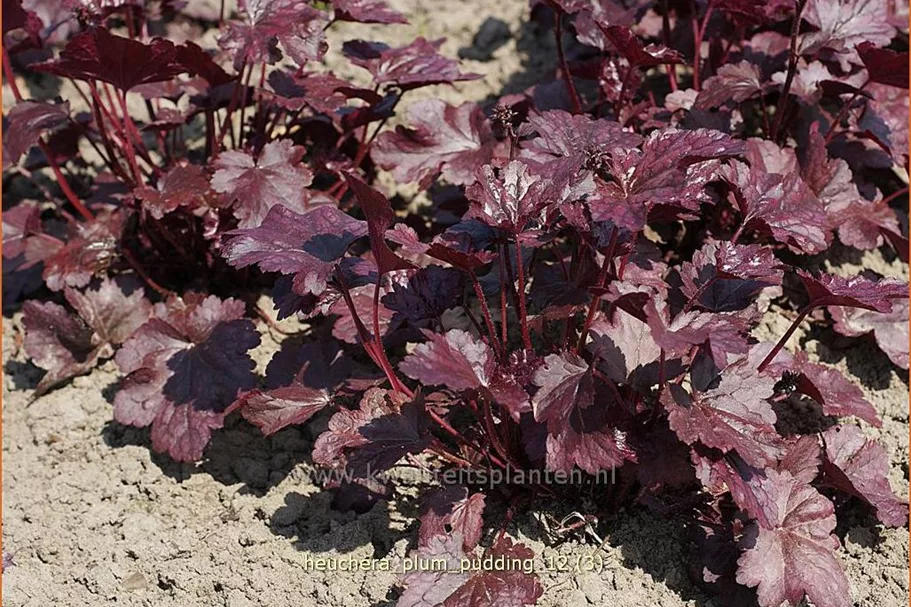 Heuchera micrantha 'Plum Pudding'®