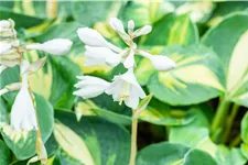 Hosta sieboldiana 'Dream Queen'