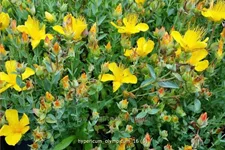 Hypericum olympicum