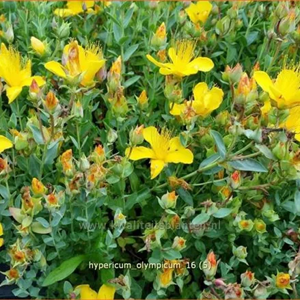 Hypericum olympicum