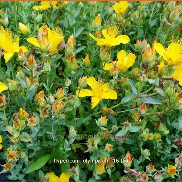 Hypericum olympicum