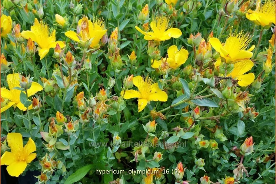 Hypericum olympicum