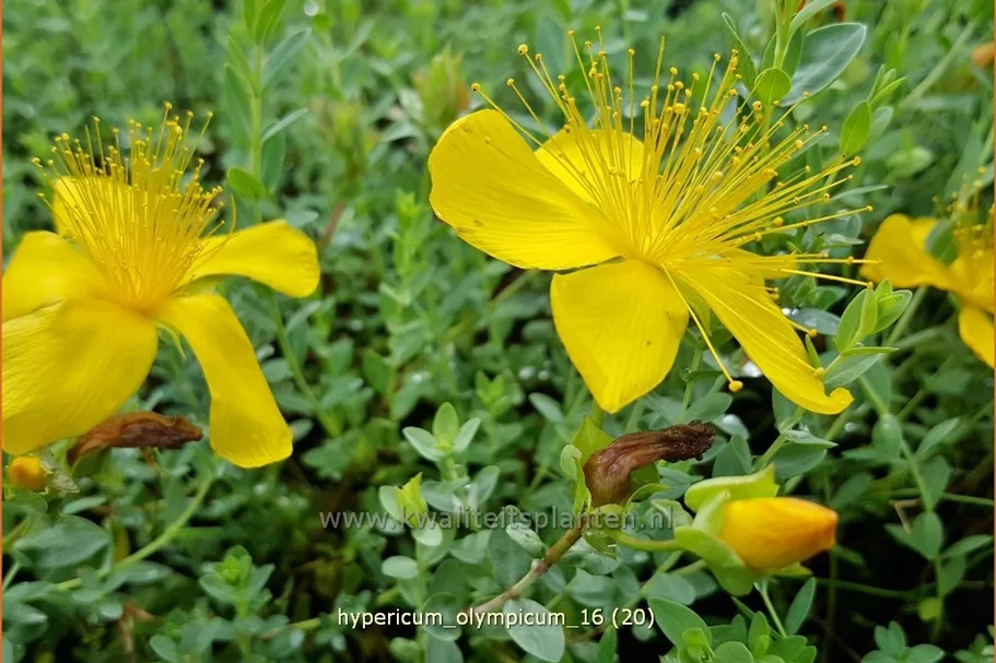 Hypericum olympicum