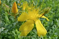 Hypericum olympicum