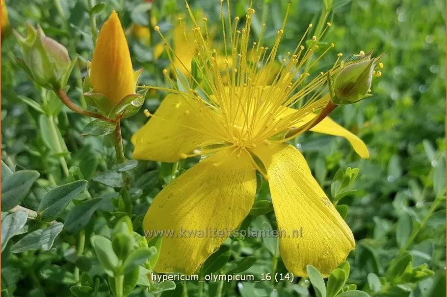Hypericum olympicum