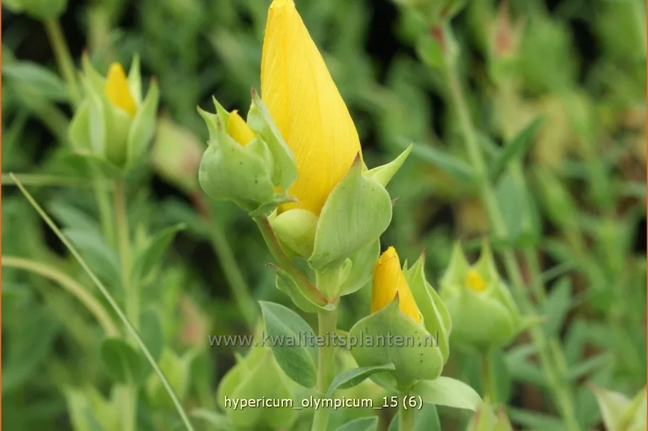 Hypericum olympicum